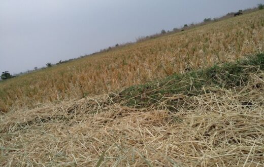 Immagine di eventi climatici estremi che colpiscono l'agricoltura