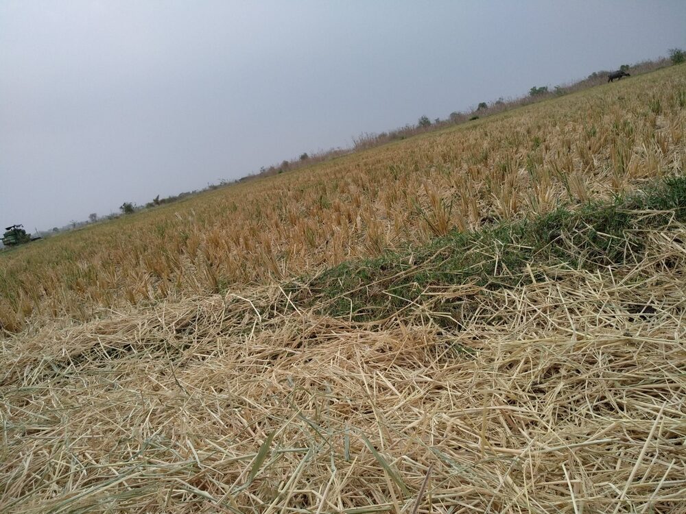Immagine di eventi climatici estremi che colpiscono l'agricoltura