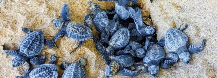 Nidi di Caretta caretta lungo le coste italiane