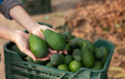 Impianto di avocado di Halaesa in Sicilia