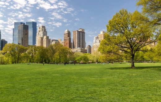 Alberi urbani per contrastare il cambiamento climatico
